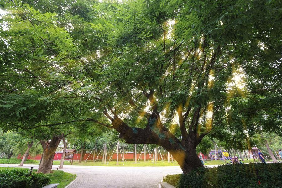 濟南槐蔭:一座充滿獨特氣質(zhì)的文化之城