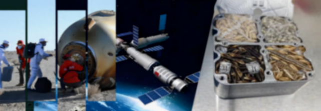 神舟十七號飛船載回農(nóng)科種質(zhì)資源:經(jīng)歷11個(gè)月艙外輻射