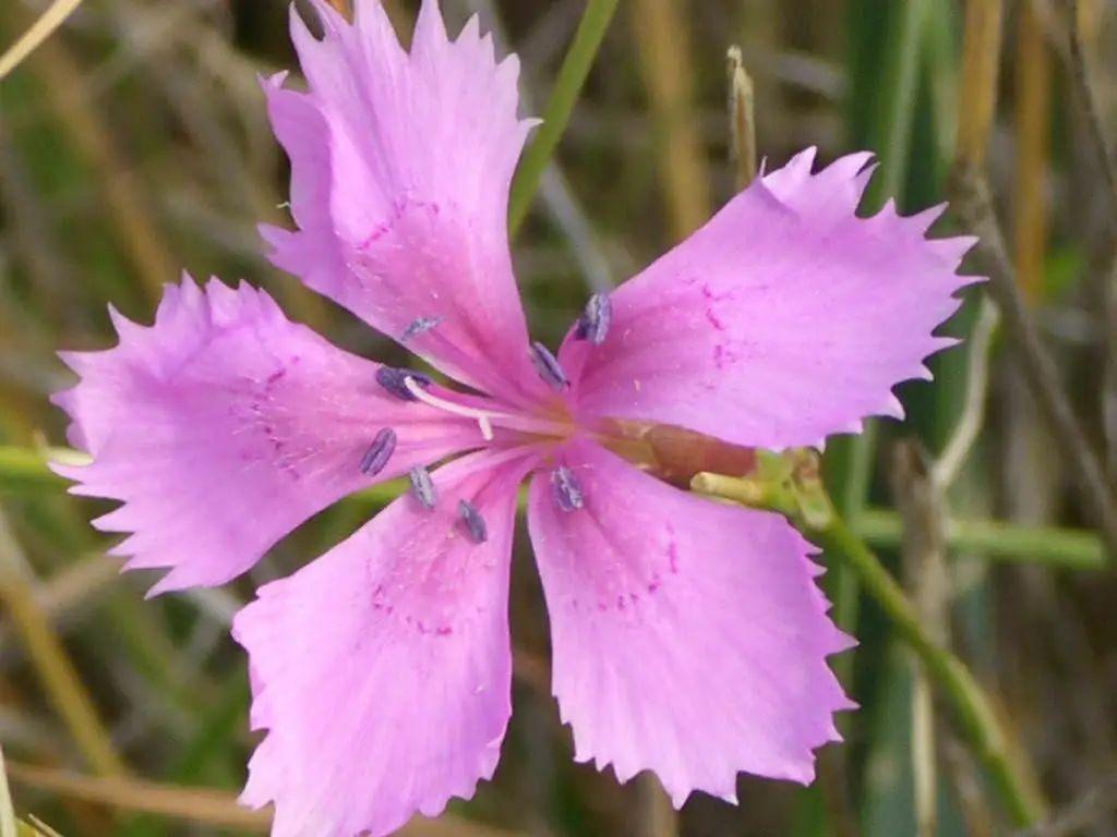 “知名母親花”——康乃馨