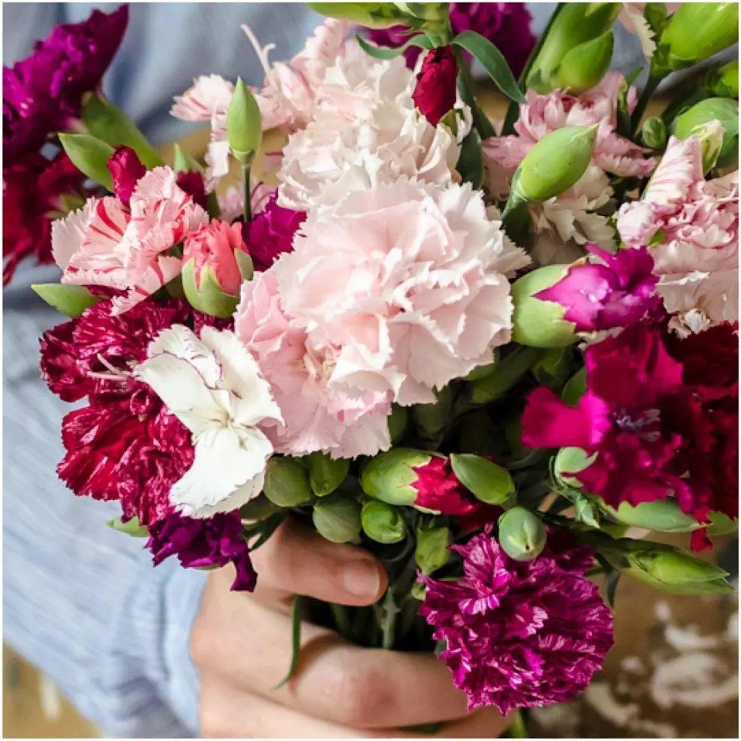 “知名母親花”——康乃馨