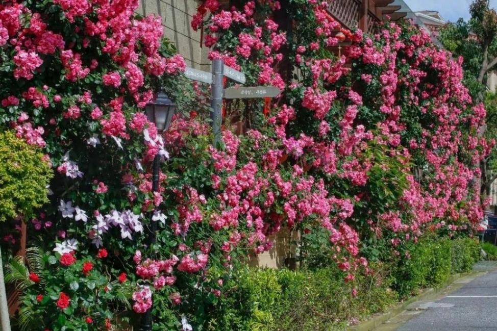 月季、鐵線蓮、繡球花……金山這里以花為“媒”,繁花似錦!