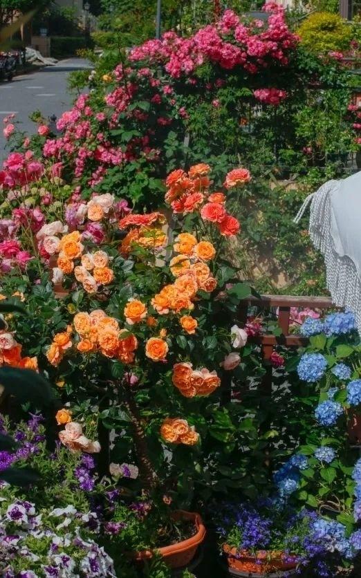 月季、鐵線蓮、繡球花……金山這里以花為“媒”,繁花似錦!