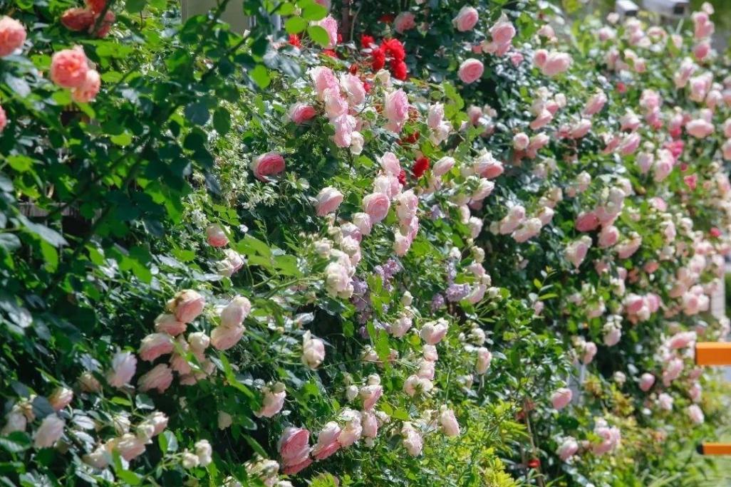 月季、鐵線蓮、繡球花……金山這里以花為“媒”,繁花似錦!